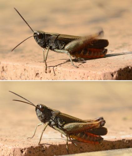 Omocestus rufipes